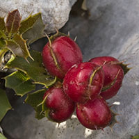 gall Plagiotrochus quercusilicis